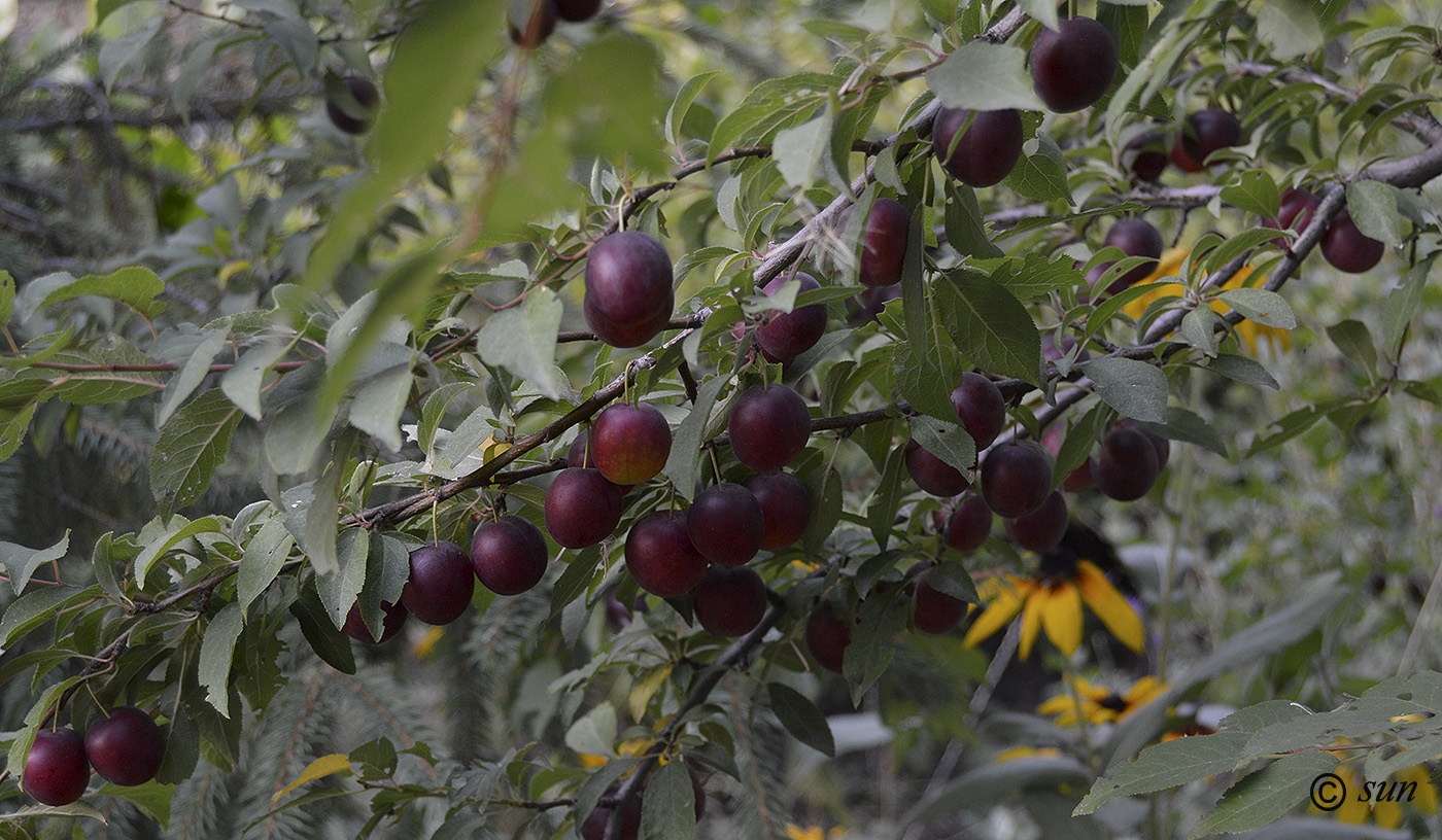 Image of Prunus cerasifera specimen.