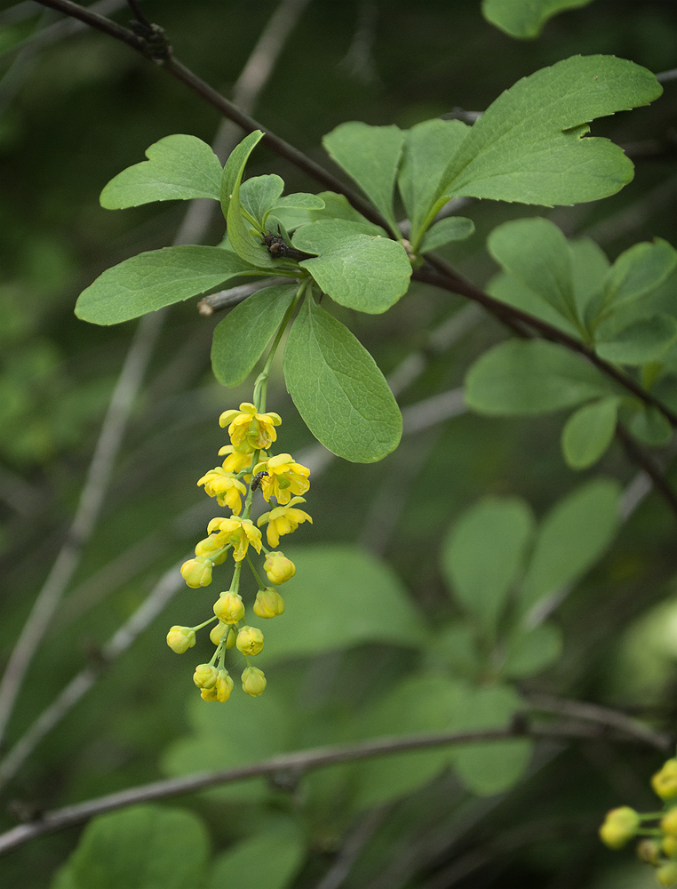 Image of Berberis koreana specimen.