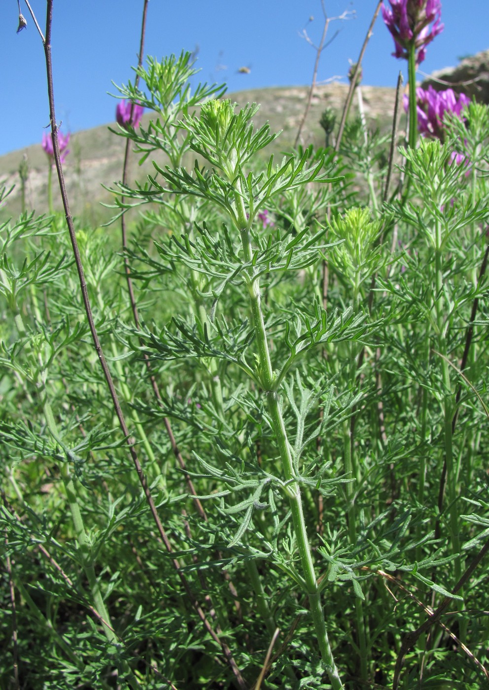 Изображение особи Teucrium orientale.