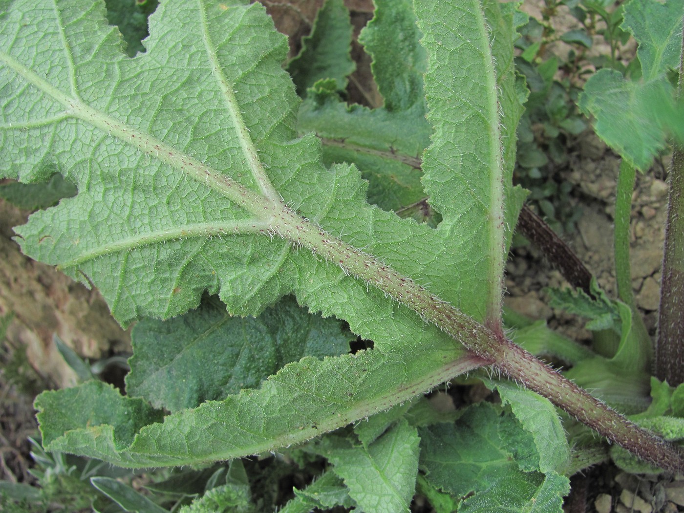 Изображение особи Heracleum grandiflorum.