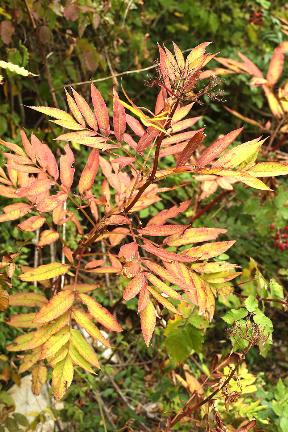 Изображение особи Sambucus ebulus.