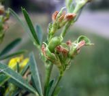 Medicago falcata