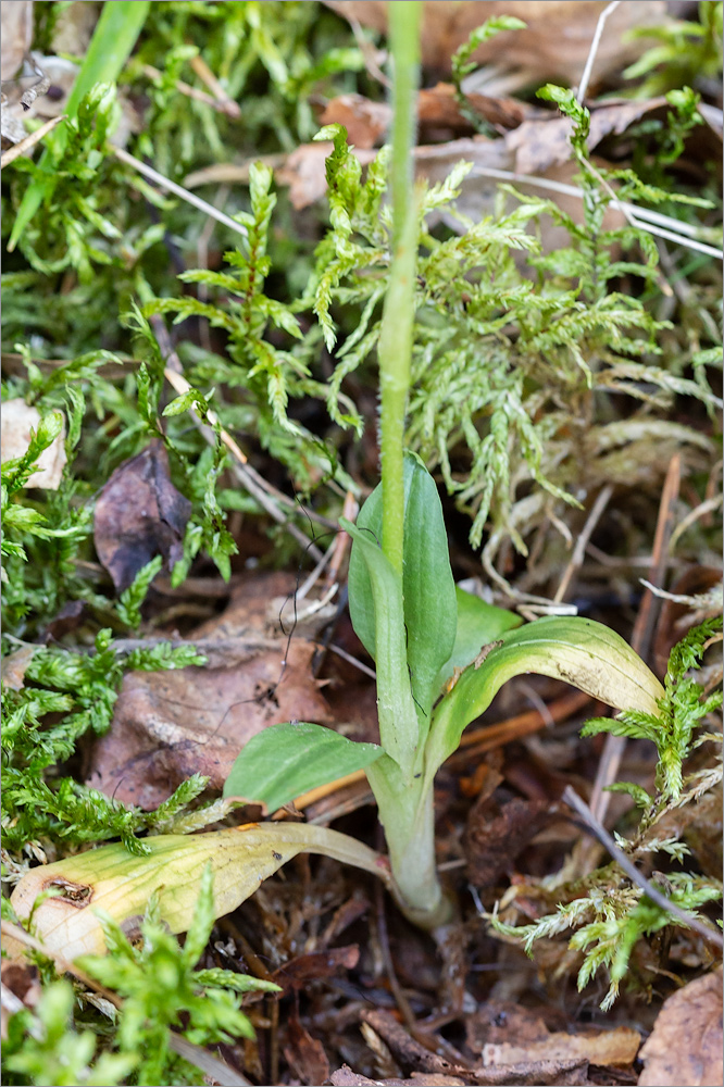 Изображение особи Goodyera repens.