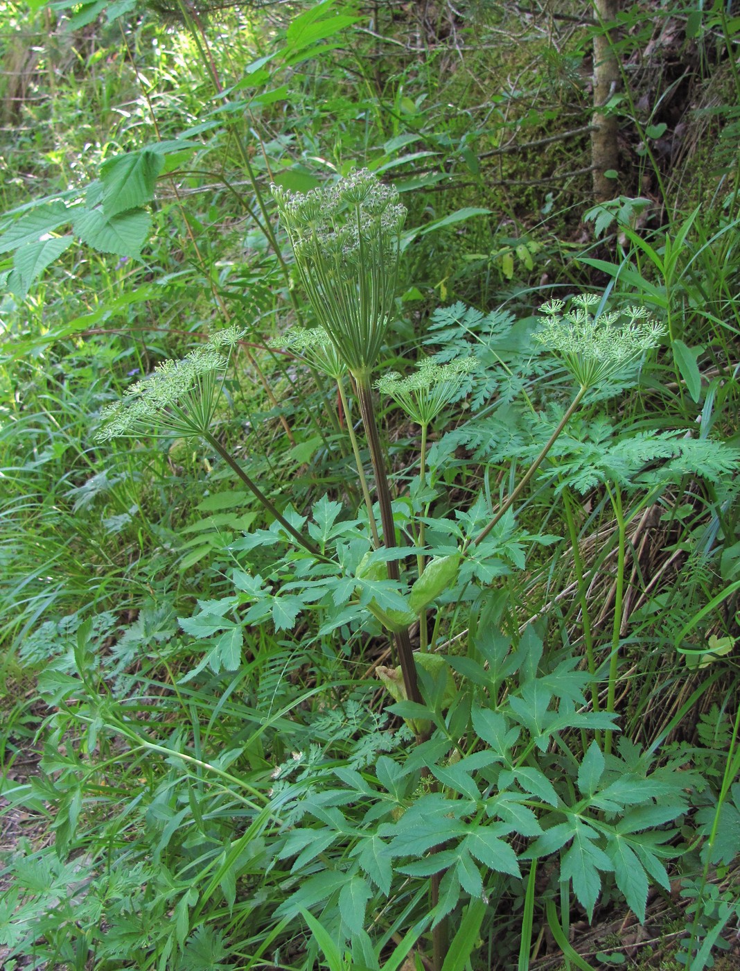 Image of Agasyllis latifolia specimen.