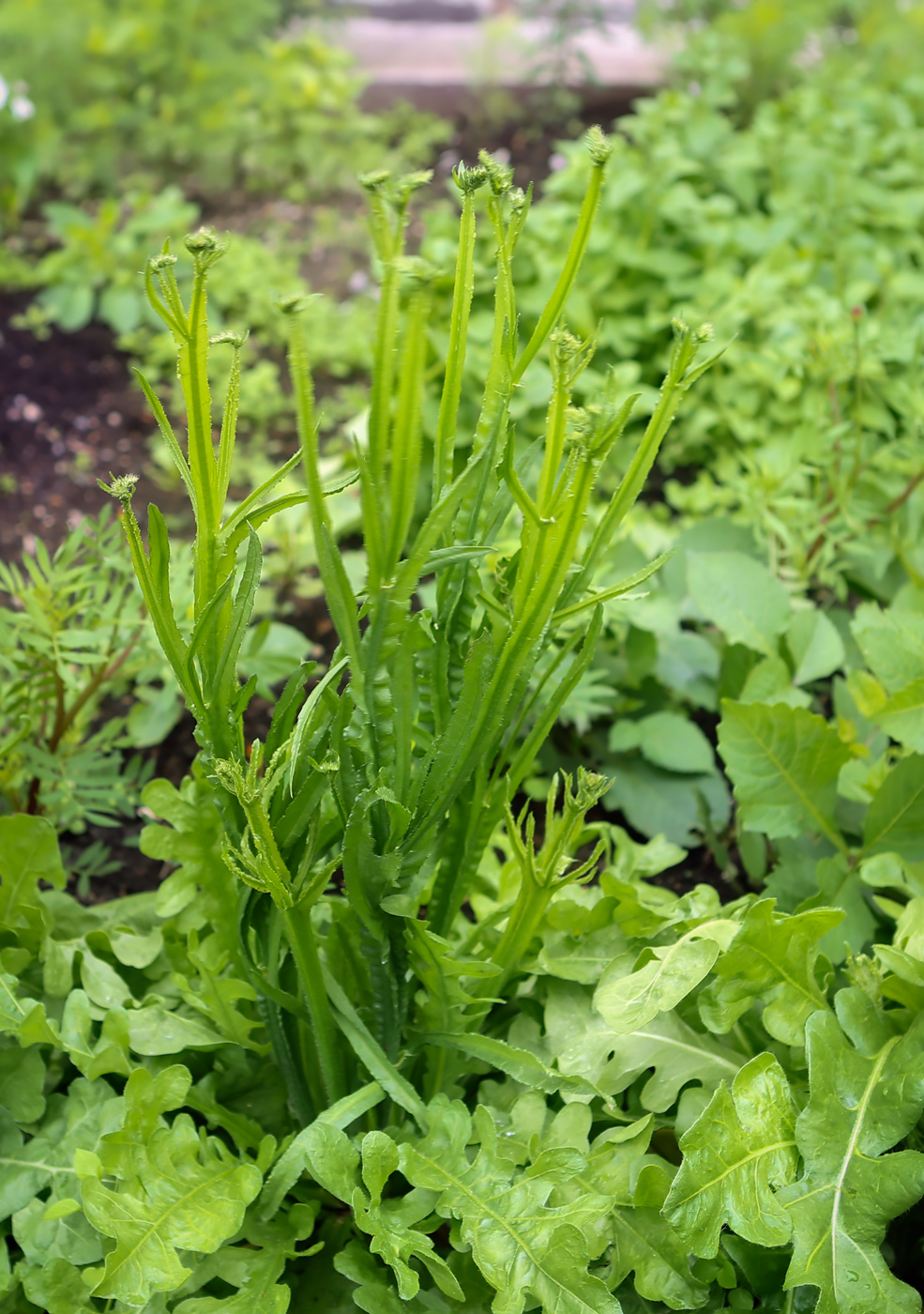 Изображение особи Limonium sinuatum.