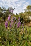 Lythrum salicaria