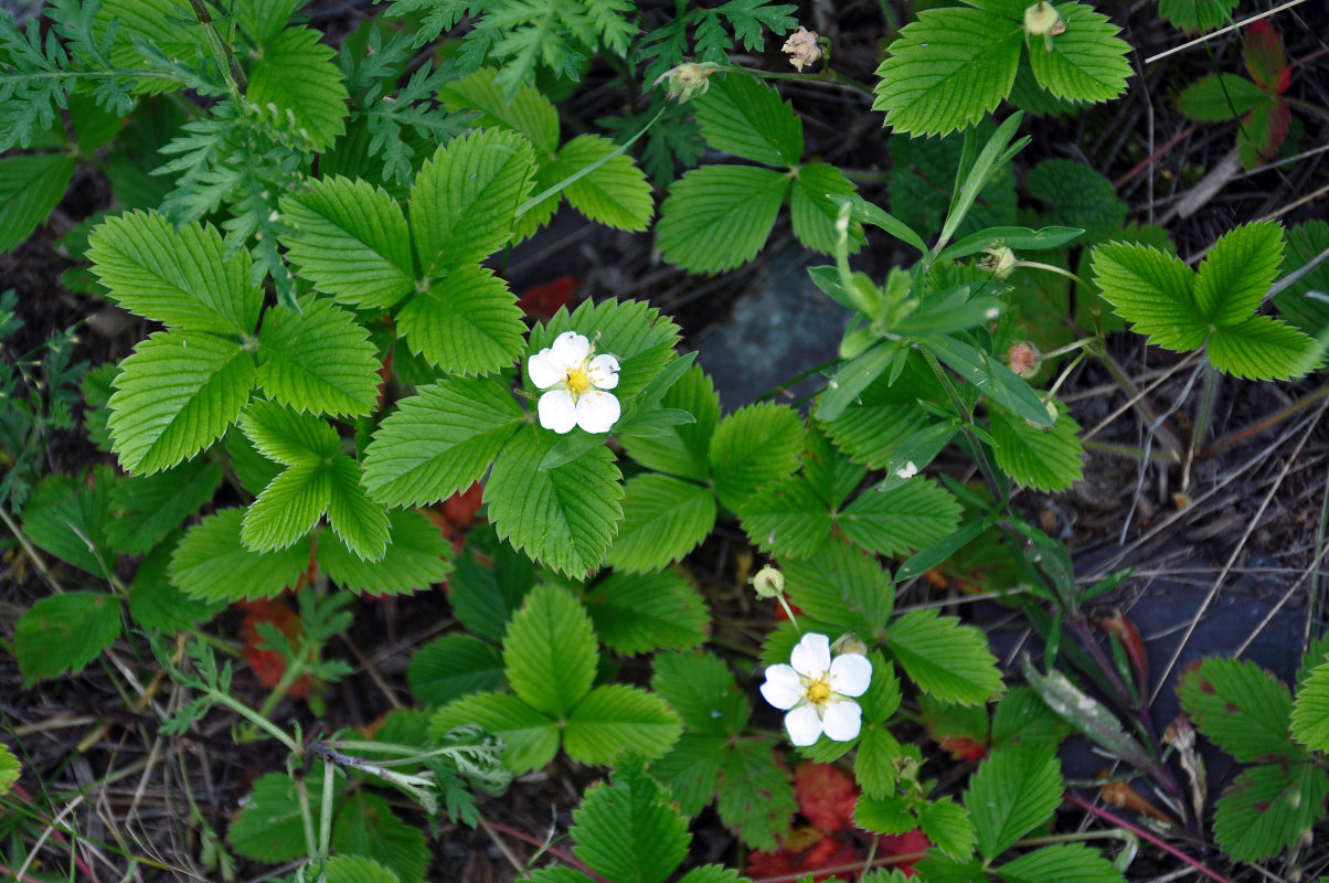 Изображение особи Fragaria viridis.