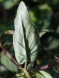 Boerhavia coccinea