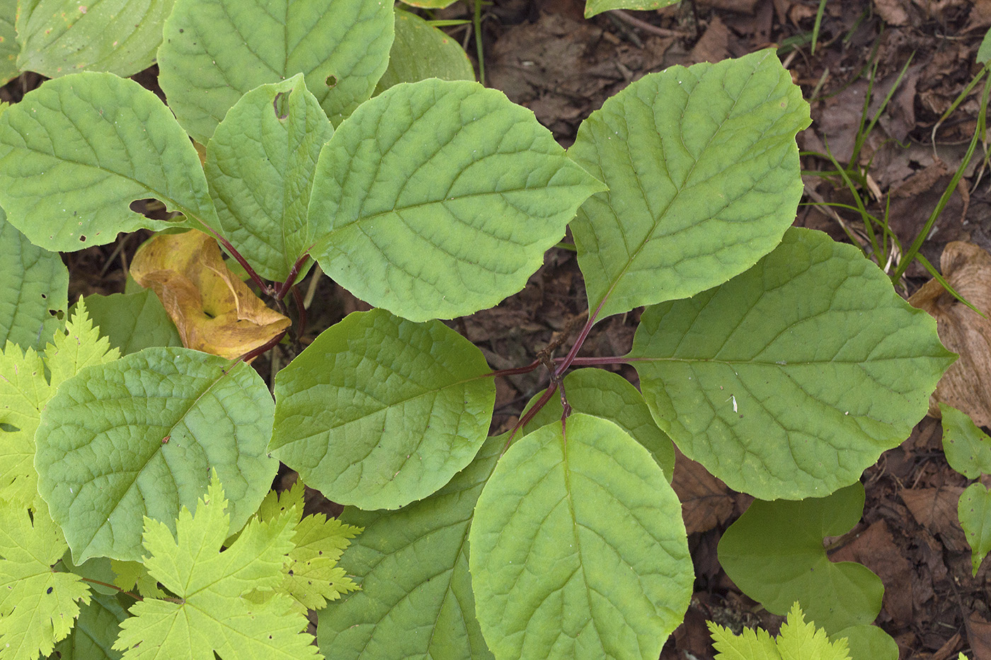 Image of Schisandra chinensis specimen.