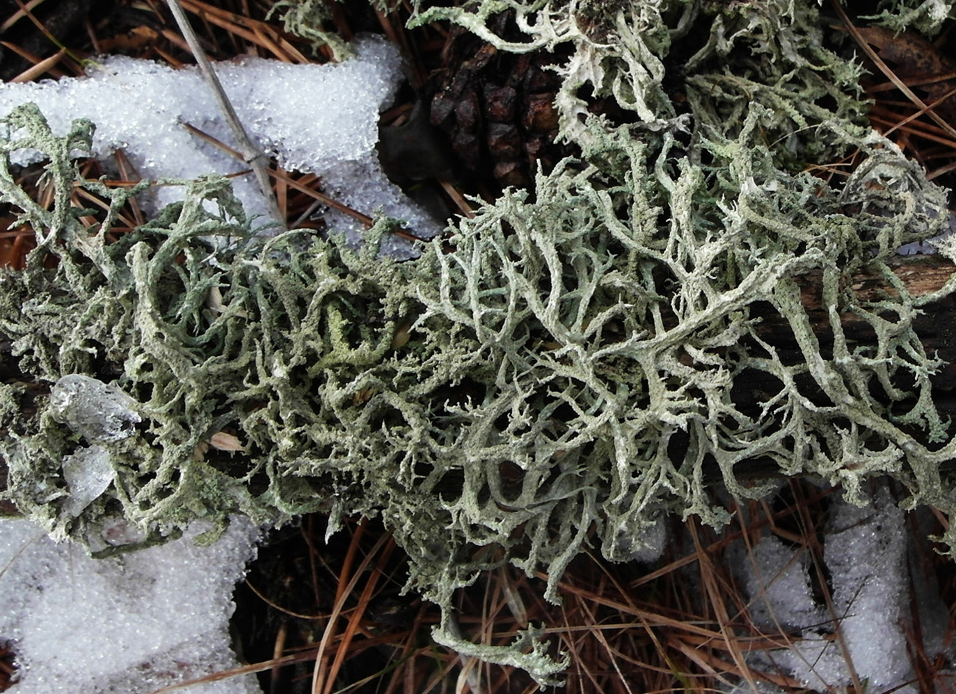 Изображение особи Evernia mesomorpha.