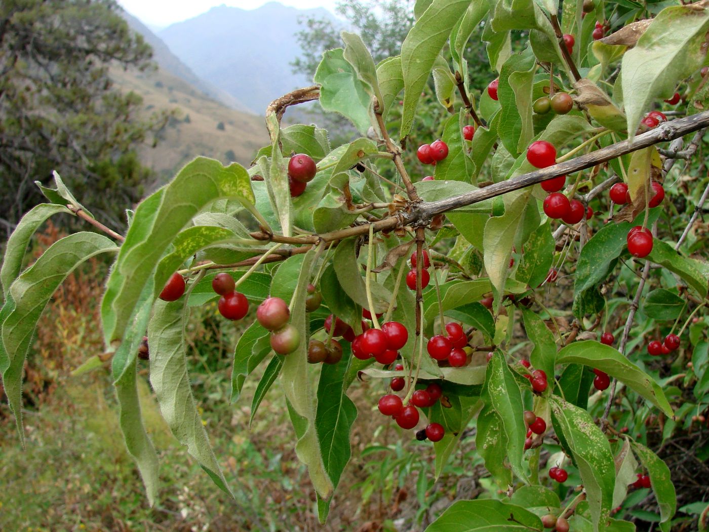 Изображение особи Lonicera karelinii.