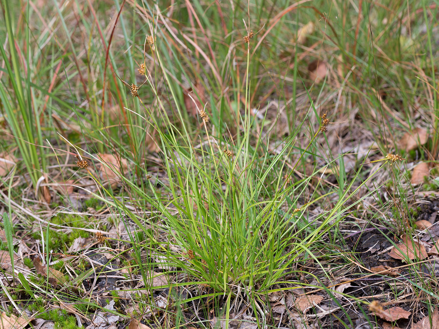 Изображение особи Carex bergrothii.