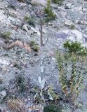Verbascum gnaphalodes