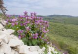 Lamium maculatum. Цветущее растение. Краснодарский край, м/о г. Новороссийск, гора Лысая, заброшенный мергелевый карьер, каменистая осыпь. 17.04.2018.