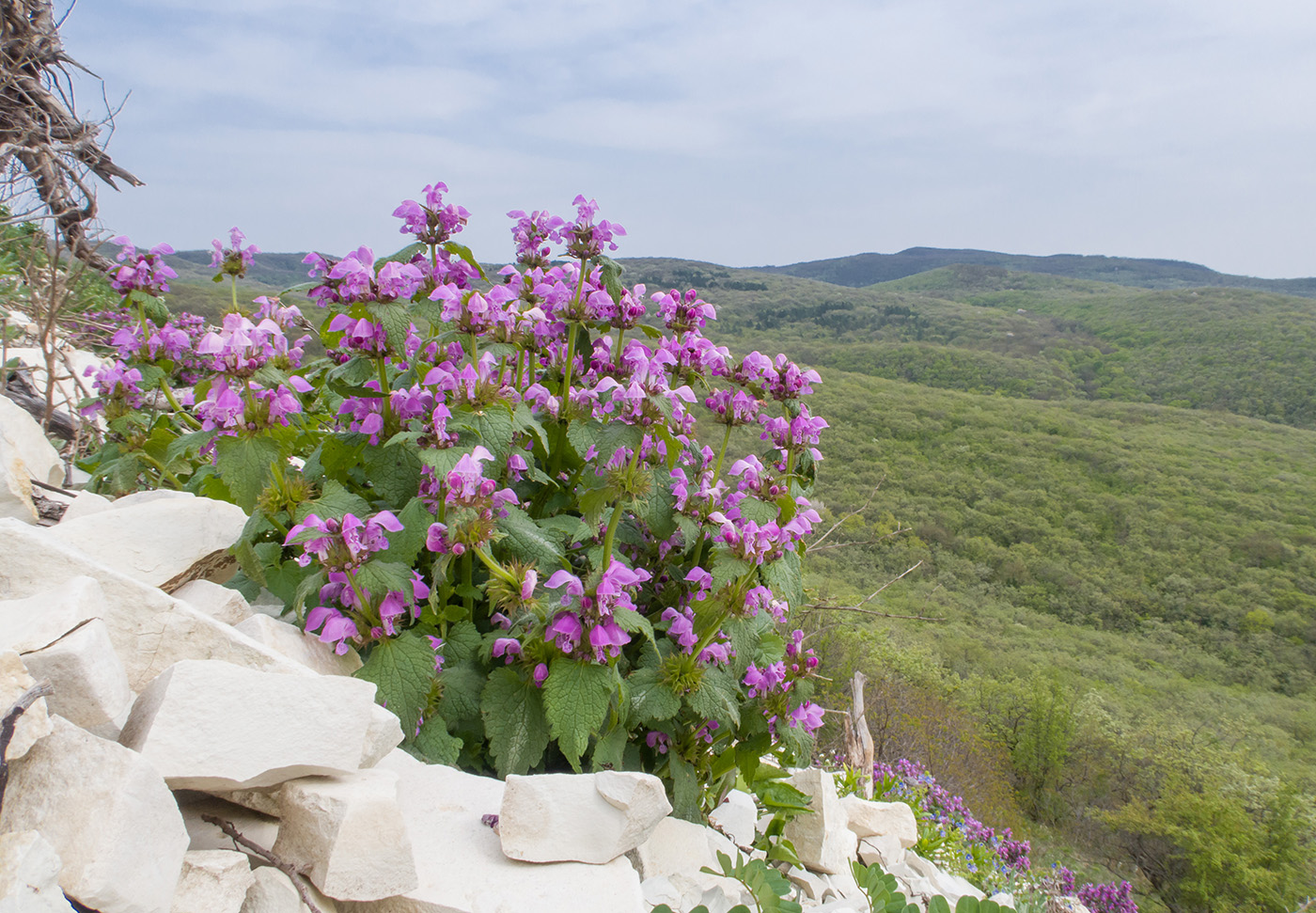 Image of Lamium maculatum specimen.