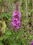 Lythrum salicaria