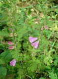 Phtheirospermum chinense. Верхушка растения с цветками и бутонами. Приморский край, г. Артем, р-н Артемовской ТЭЦ, берег канавы вокруг стадиона. 31.08.2019.