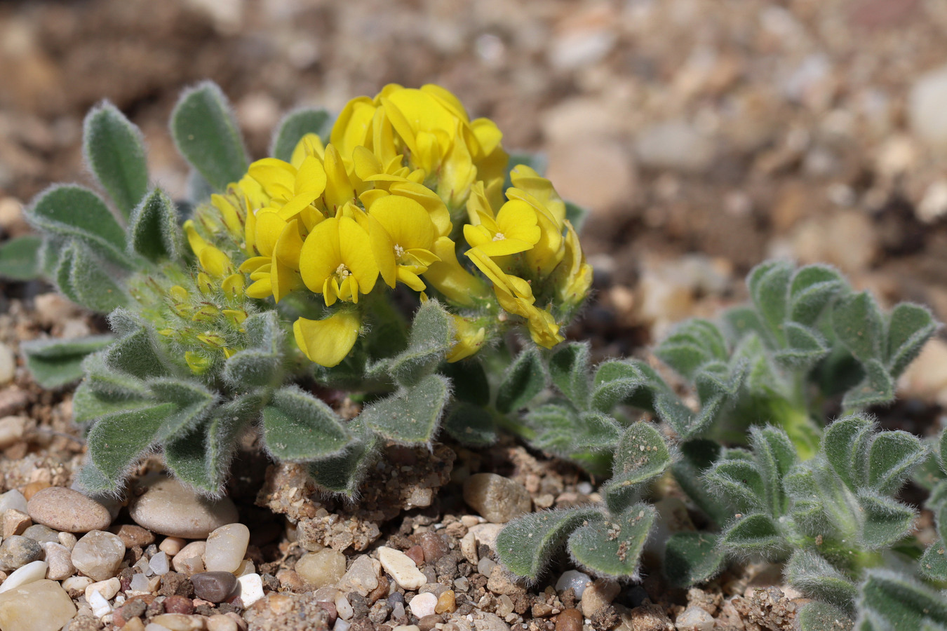 Image of Medicago marina specimen.