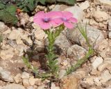 Linum pubescens. Цветущее растение. Израиль, северо-восточные окр. большого Тель-Авива, около археологического памятника Мигдаль Цедек, каменистая гарига. 05.03.2018.