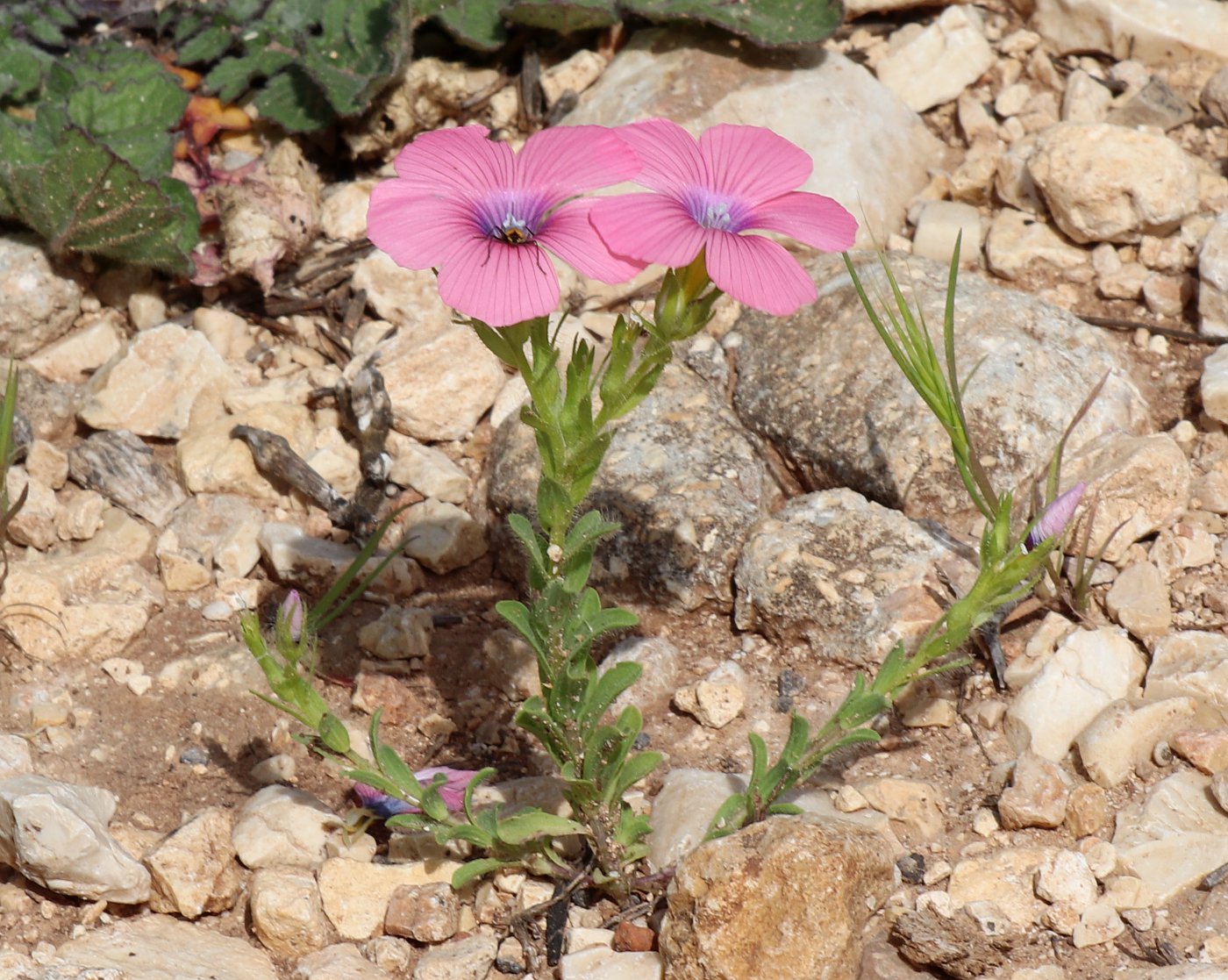 Image of Linum pubescens specimen.