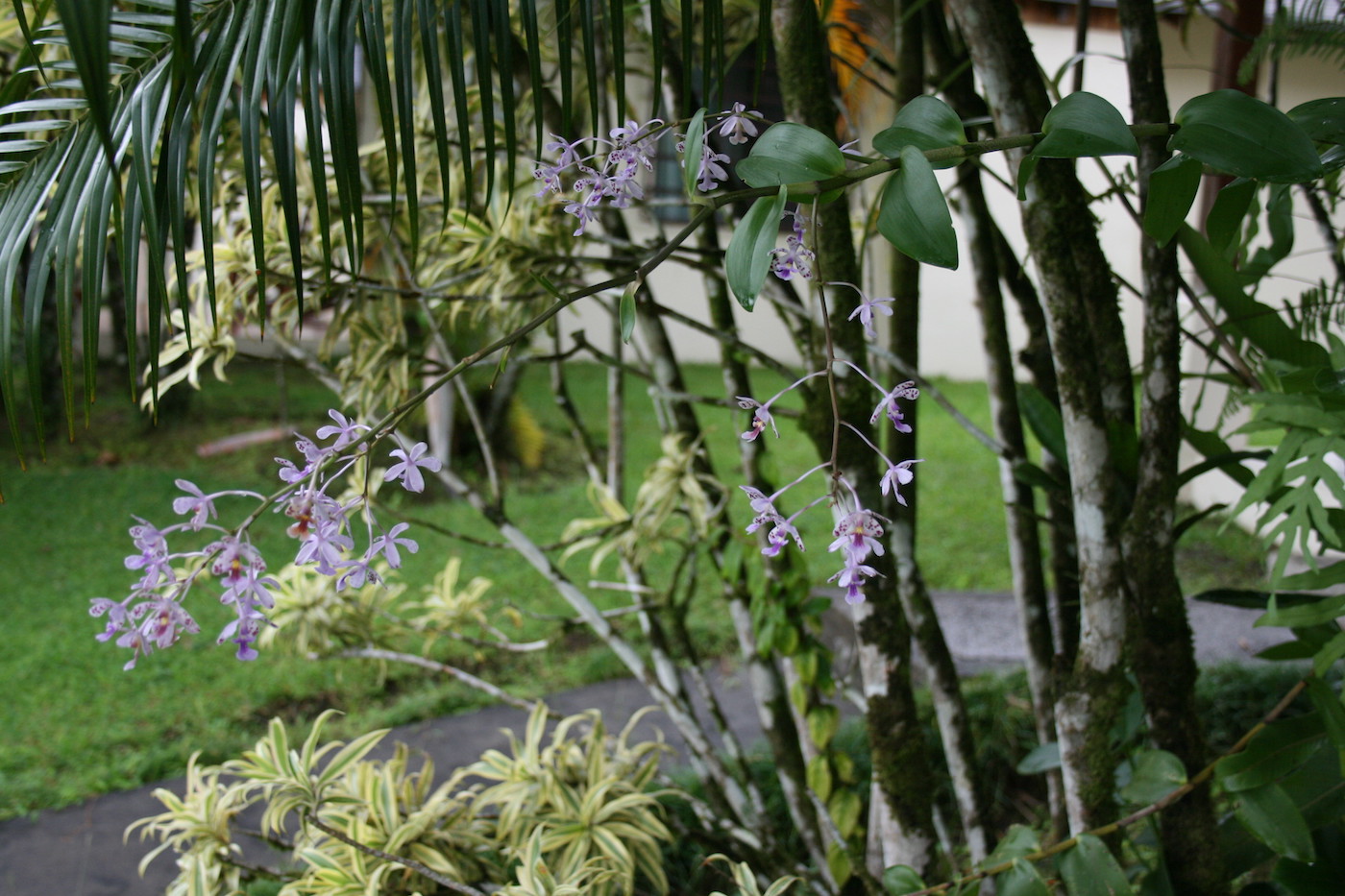 Изображение особи Epidendrum schumannianum.