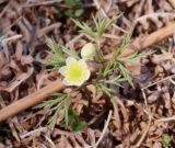 Anemone nemorosa. Цветущие растения. Ленинградская обл., Всеволожский р-н, окр. ст. Лемболово, вырубка орляковая. 10.05.2020.