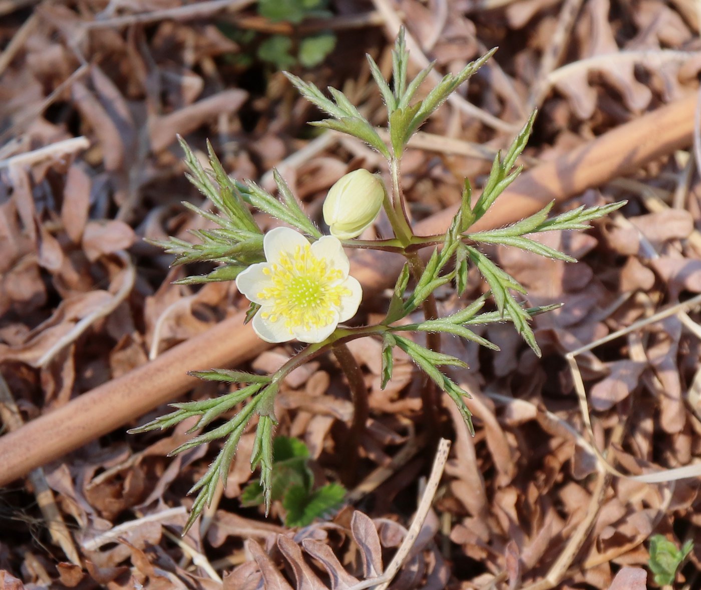 Изображение особи Anemone nemorosa.