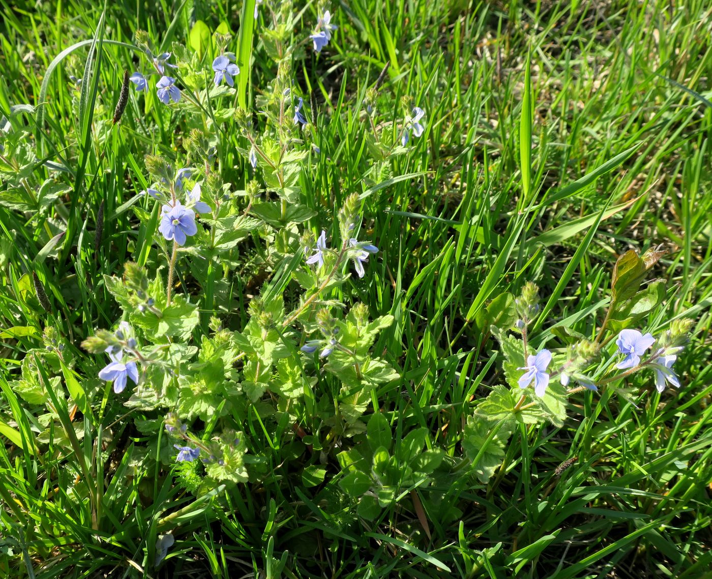 Image of Veronica chamaedrys specimen.