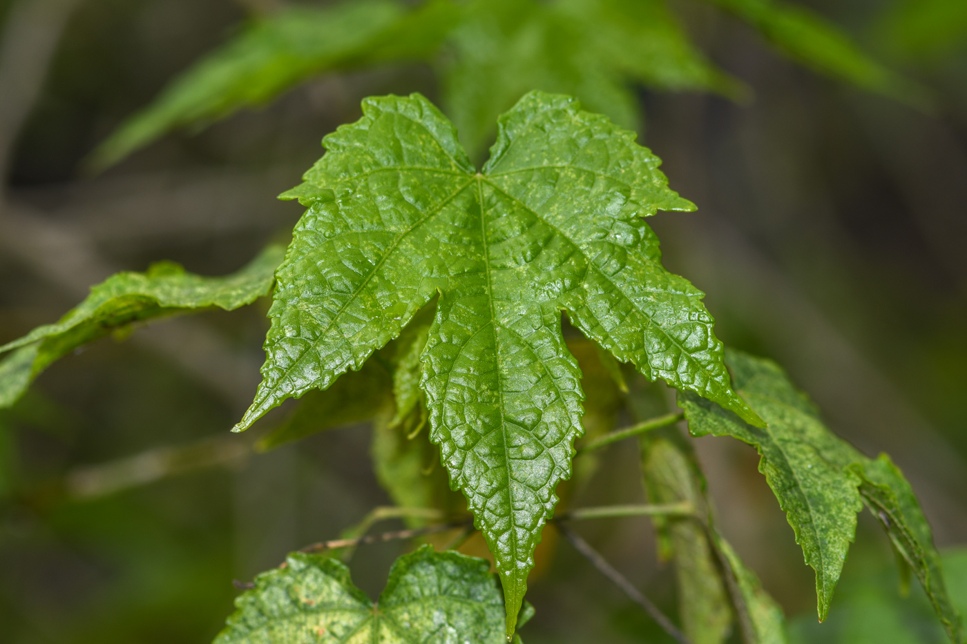 Изображение особи Abutilon pictum.