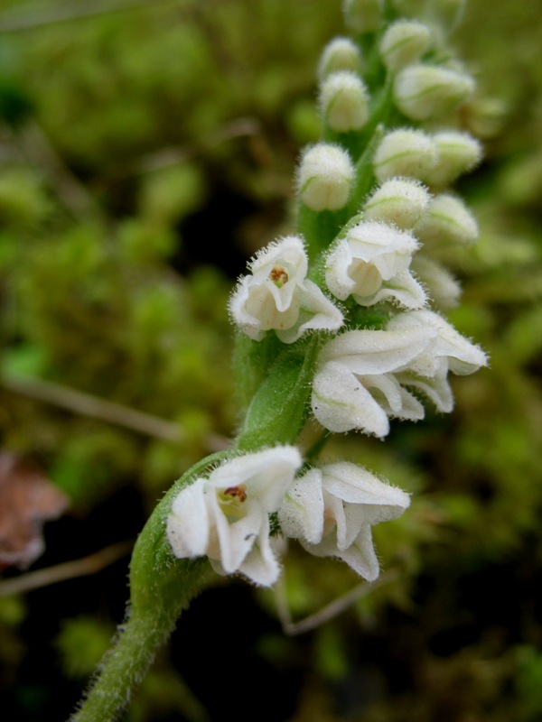 Изображение особи Goodyera repens.