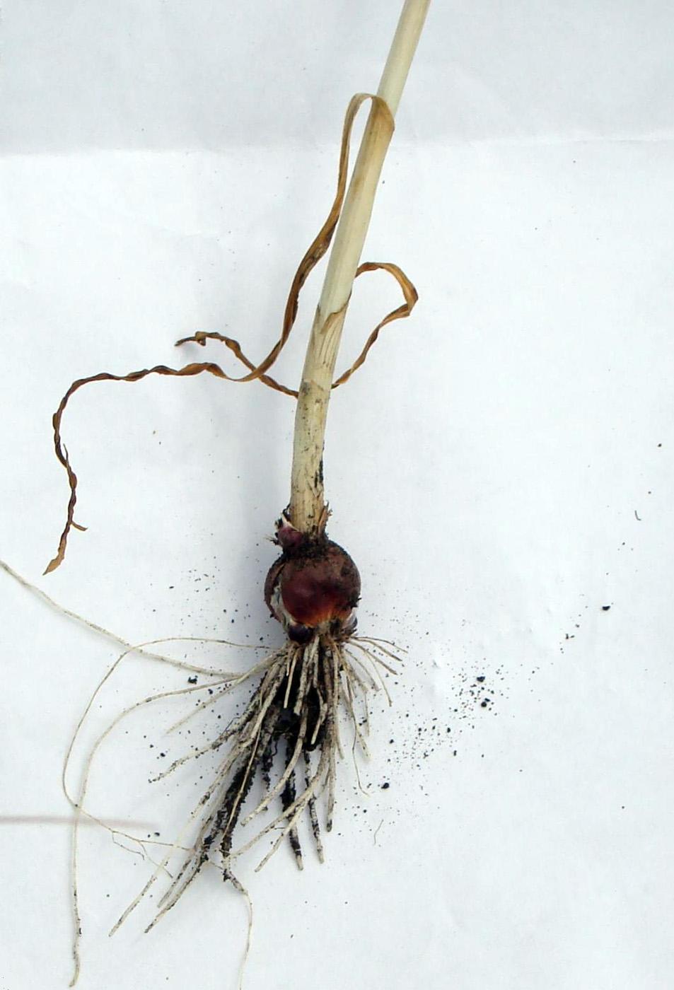 Image of genus Allium specimen.