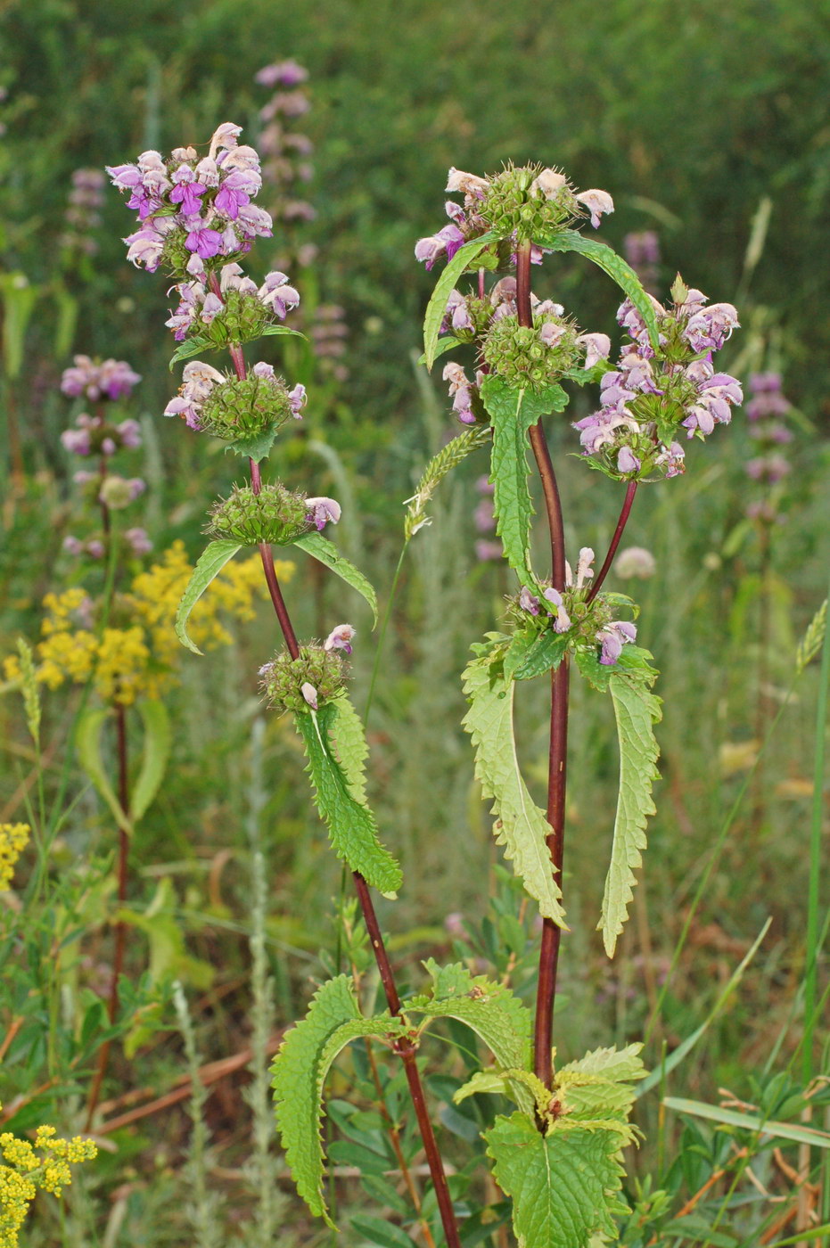 Изображение особи Phlomoides tuberosa.