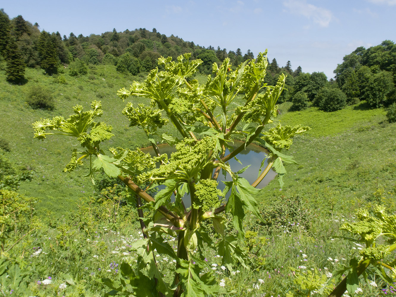 Image of Angelica tatianae specimen.