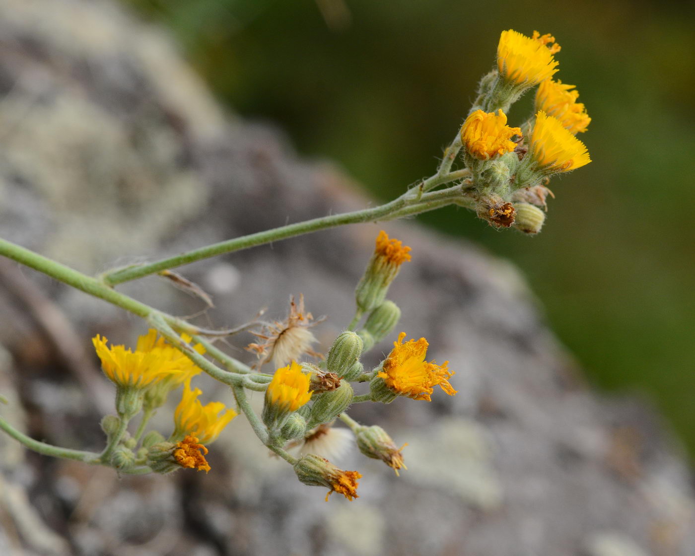 Изображение особи Pilosella echioides.