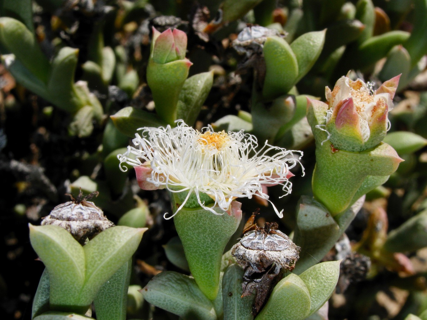 Изображение особи Schlechteranthus albiflorus.