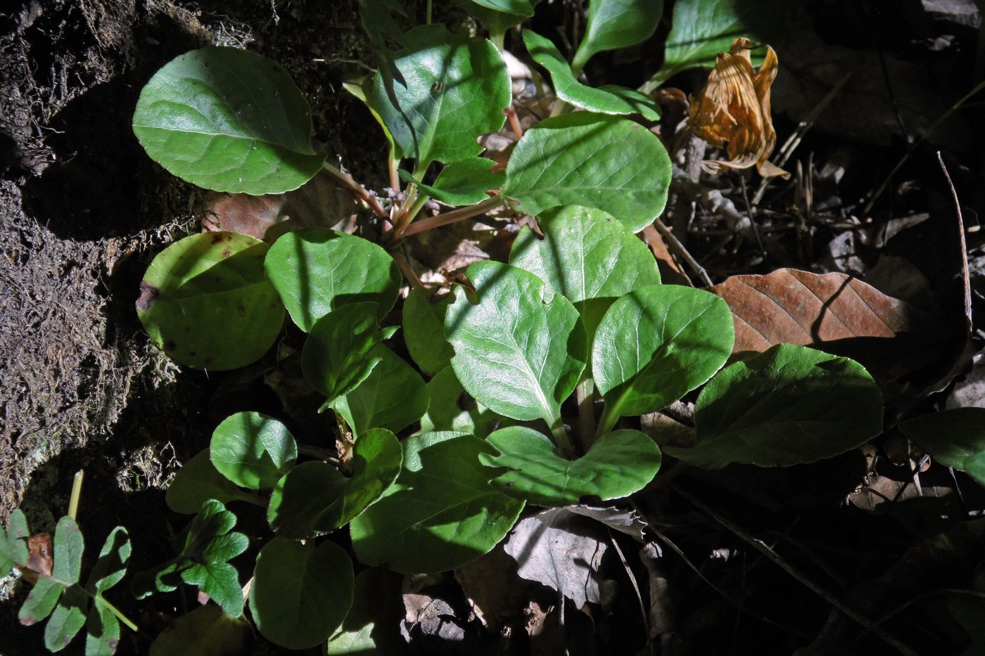 Image of Pyrola media specimen.