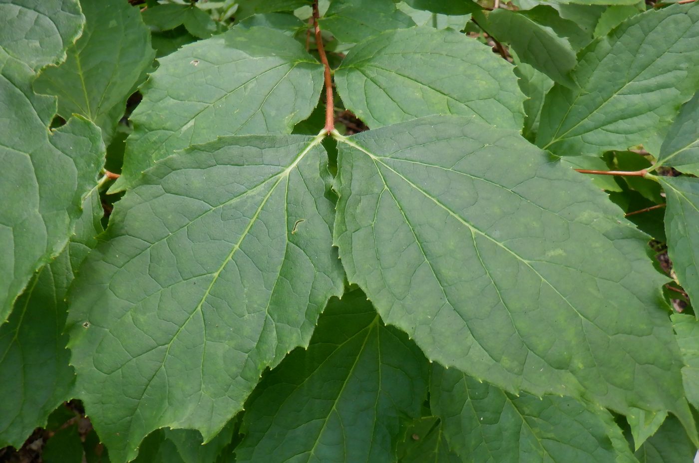 Image of Philadelphus coronarius specimen.