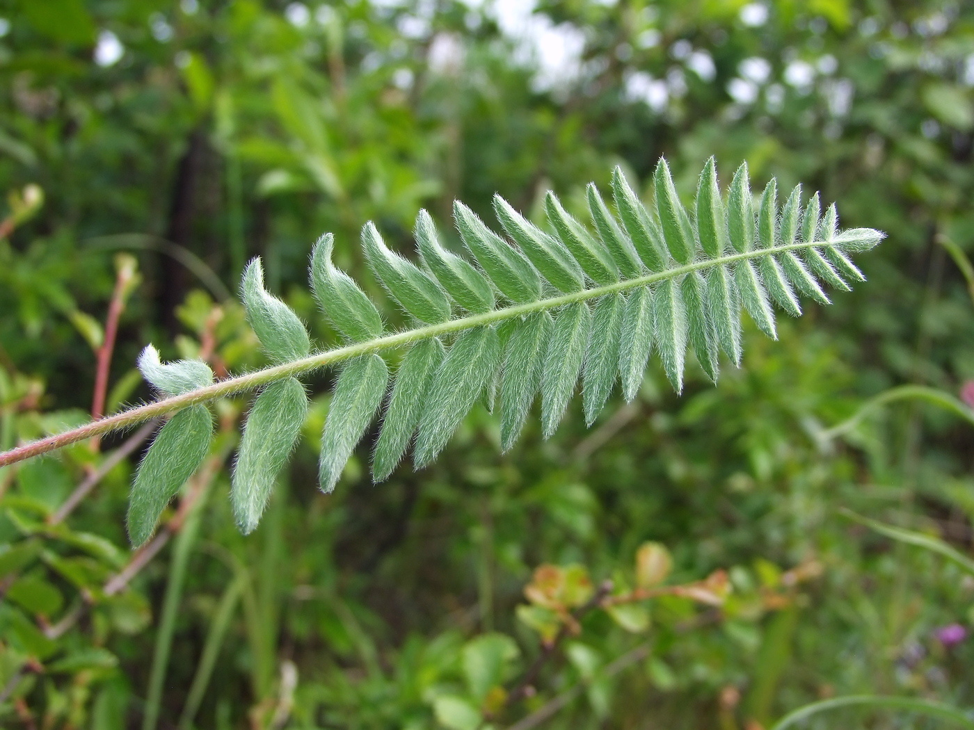 Изображение особи Oxytropis deflexa.