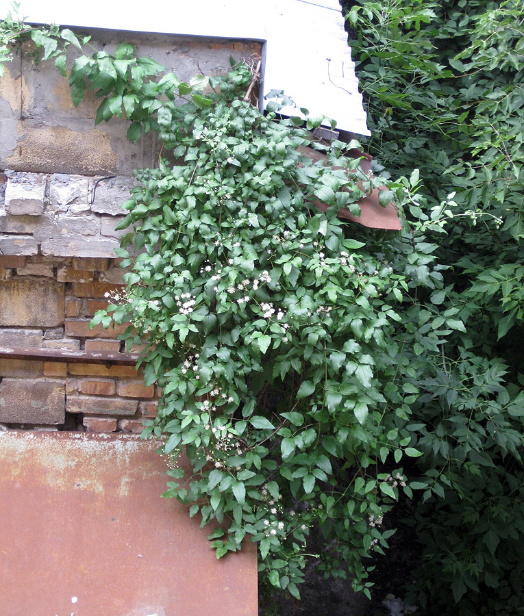 Image of Clematis vitalba specimen.