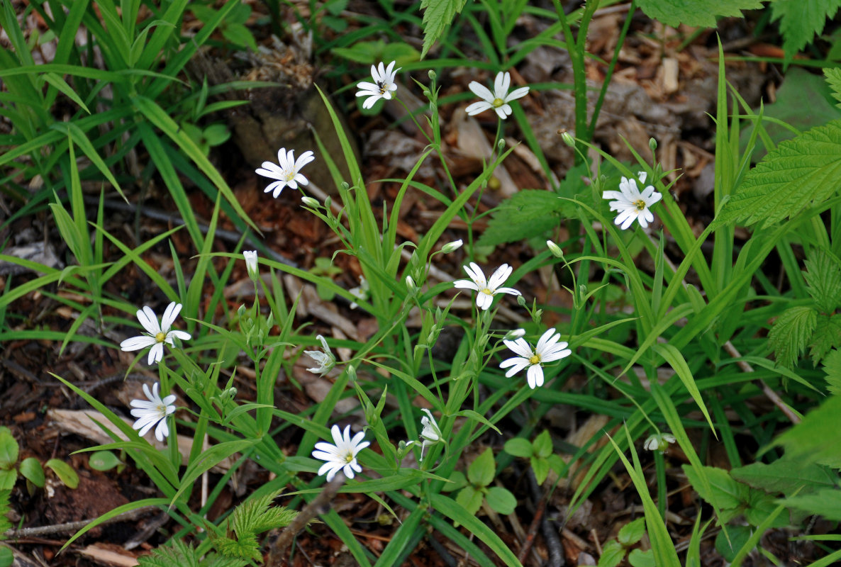 Image of Stellaria holostea specimen.