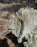 род Cladonia