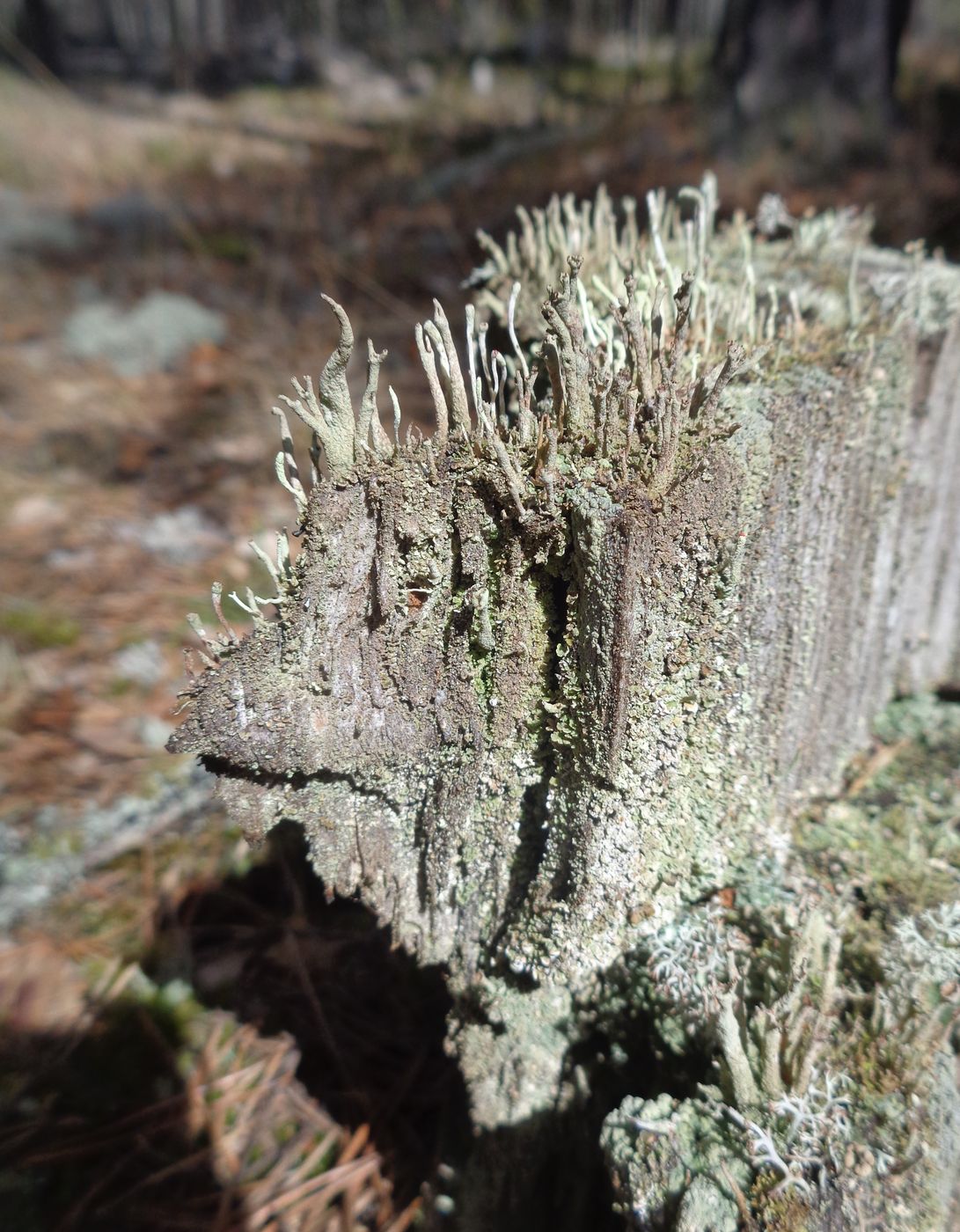 Image of genus Cladonia specimen.