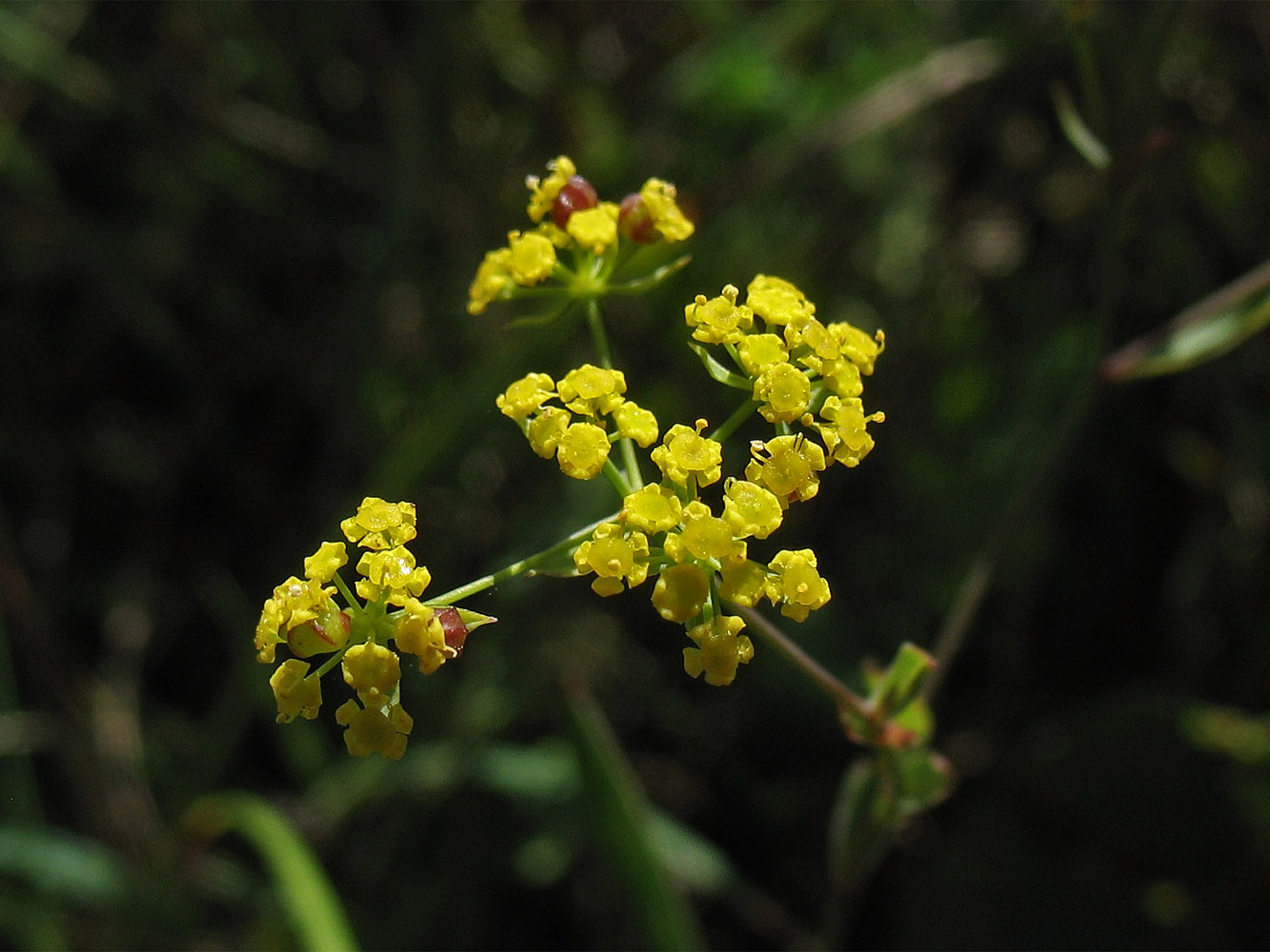 Изображение особи Bupleurum falcatum.