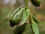 Epipactis helleborine