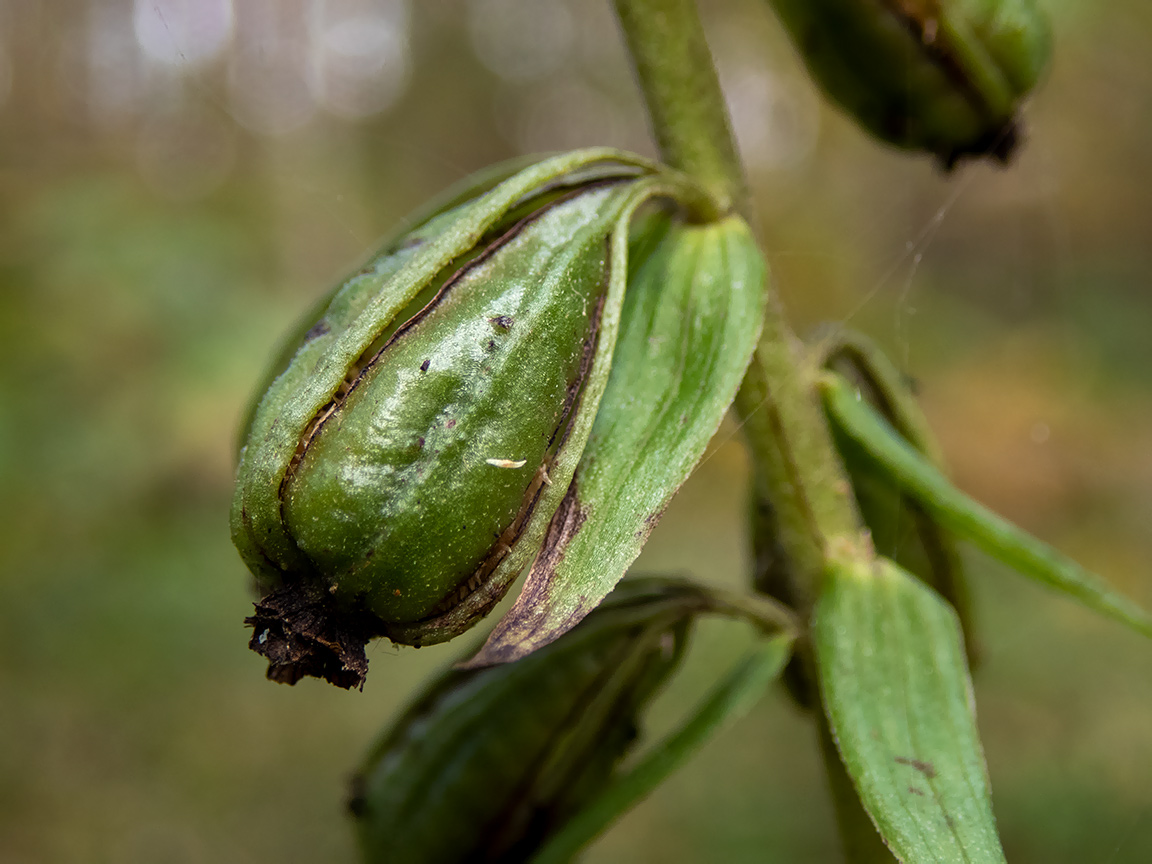 Изображение особи Epipactis helleborine.