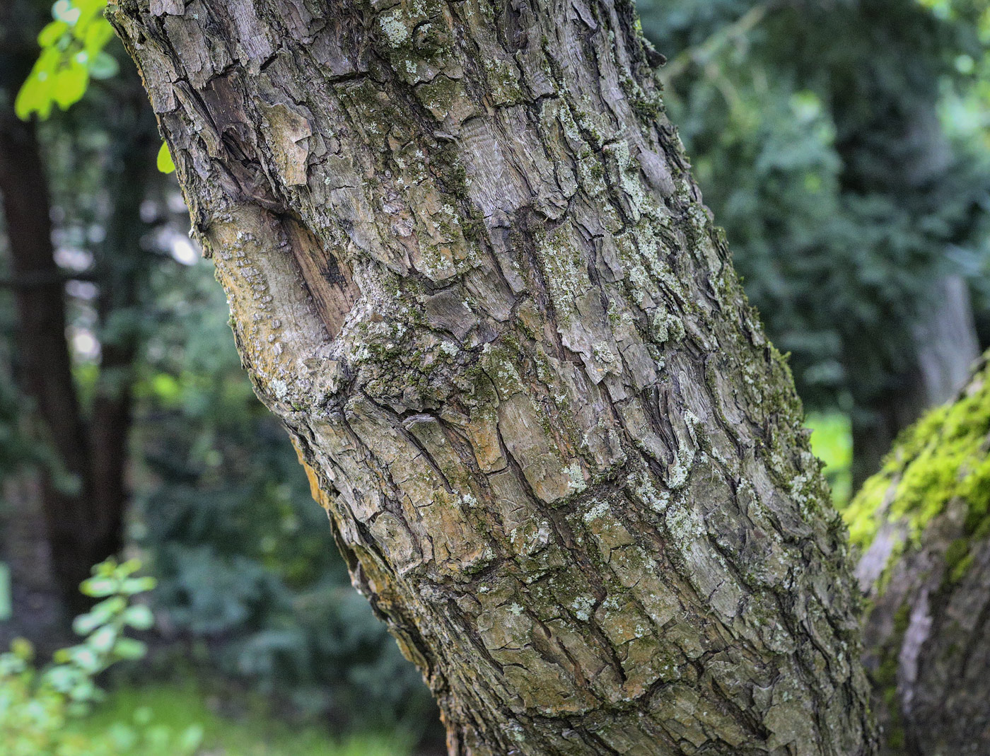 Image of Rhamnus cathartica specimen.