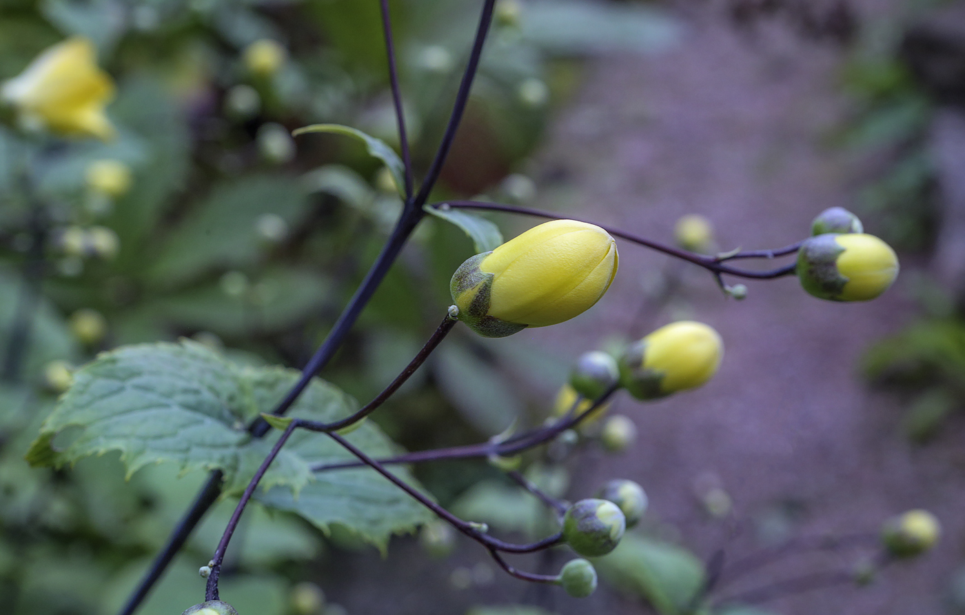 Изображение особи Kirengeshoma palmata.