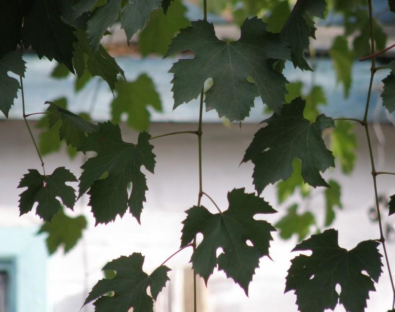 Image of Vitis vinifera specimen.