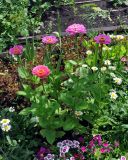 Zinnia elegans