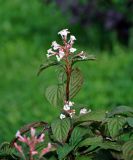 Viburnum farreri